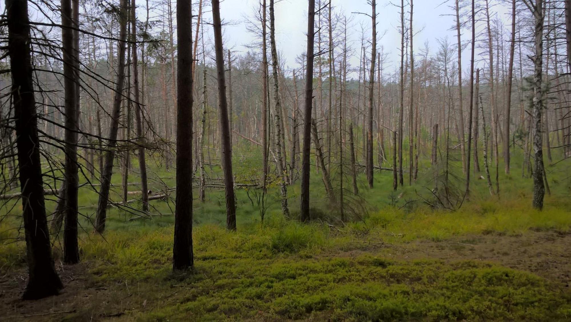 Domek Letniskowy Nad Mrowinkiem Villa Rybakowo Eksteriør billede